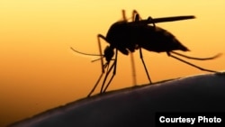 Los tres primeros casos de Zika en Cuba han sido detectados en personas que viajaron desde Venezuela.